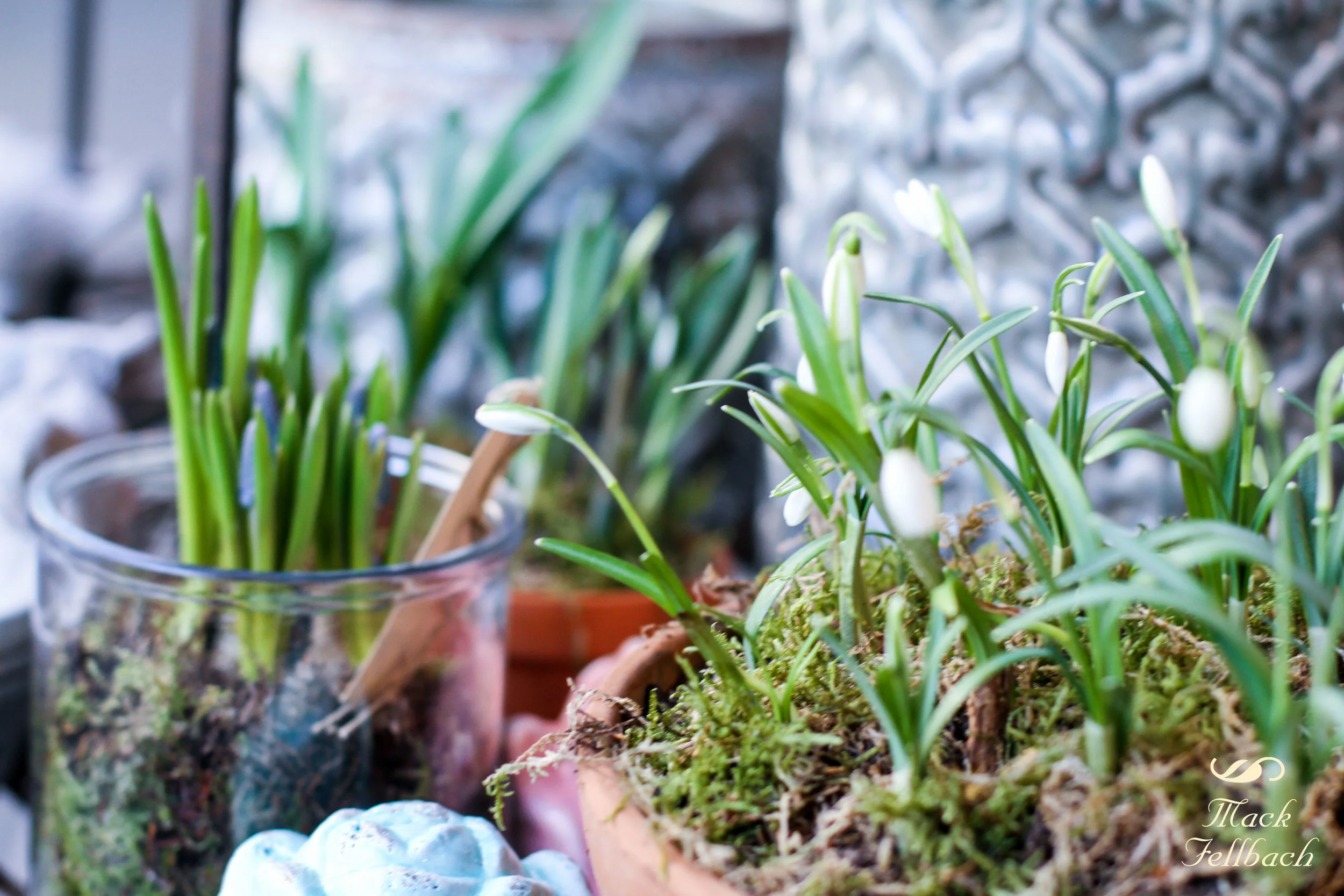 Erste Sonnenstrahlen im Garten. — Mack Fellbach