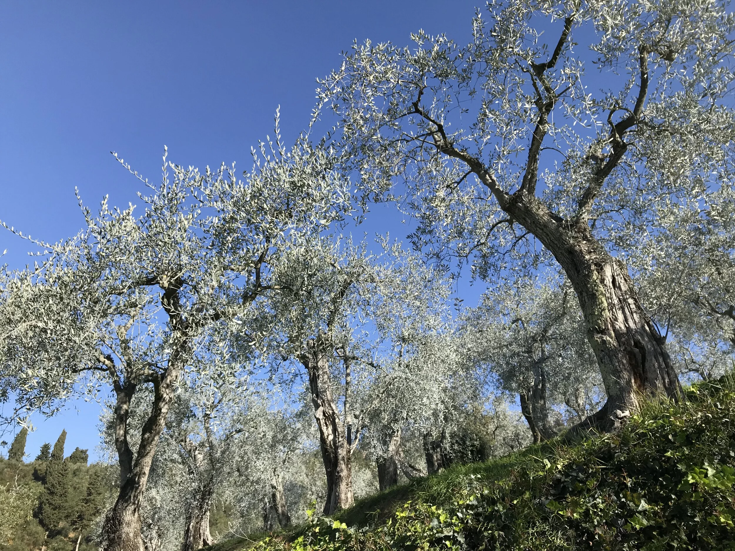 Italienischer Frühling und Olivenöl-Degustation