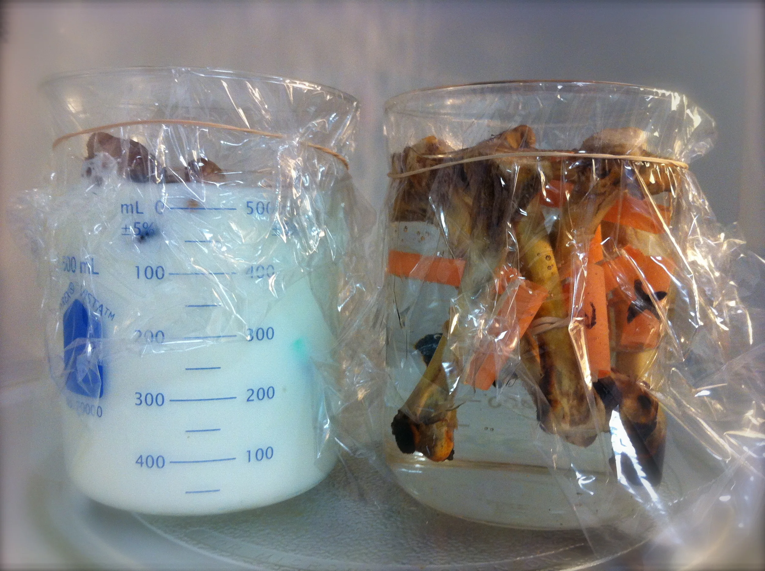 Beaker full of bones. (L) Soaking in Vitamin D full-fat milk. (R) Soaking in vinegar.