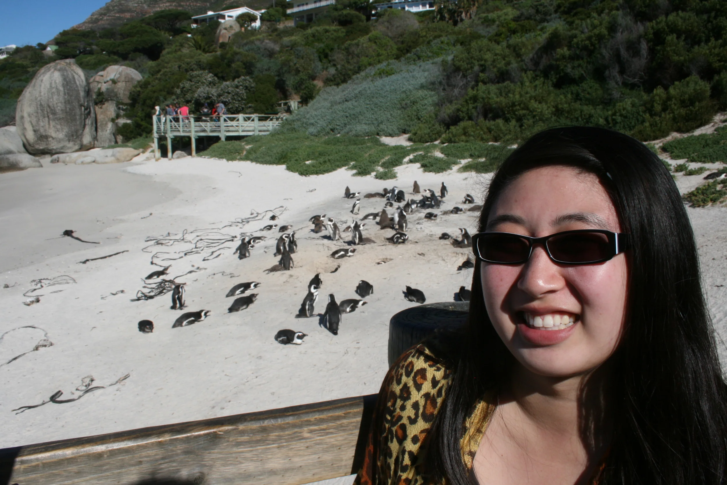 Penguins at Boulder Beach.