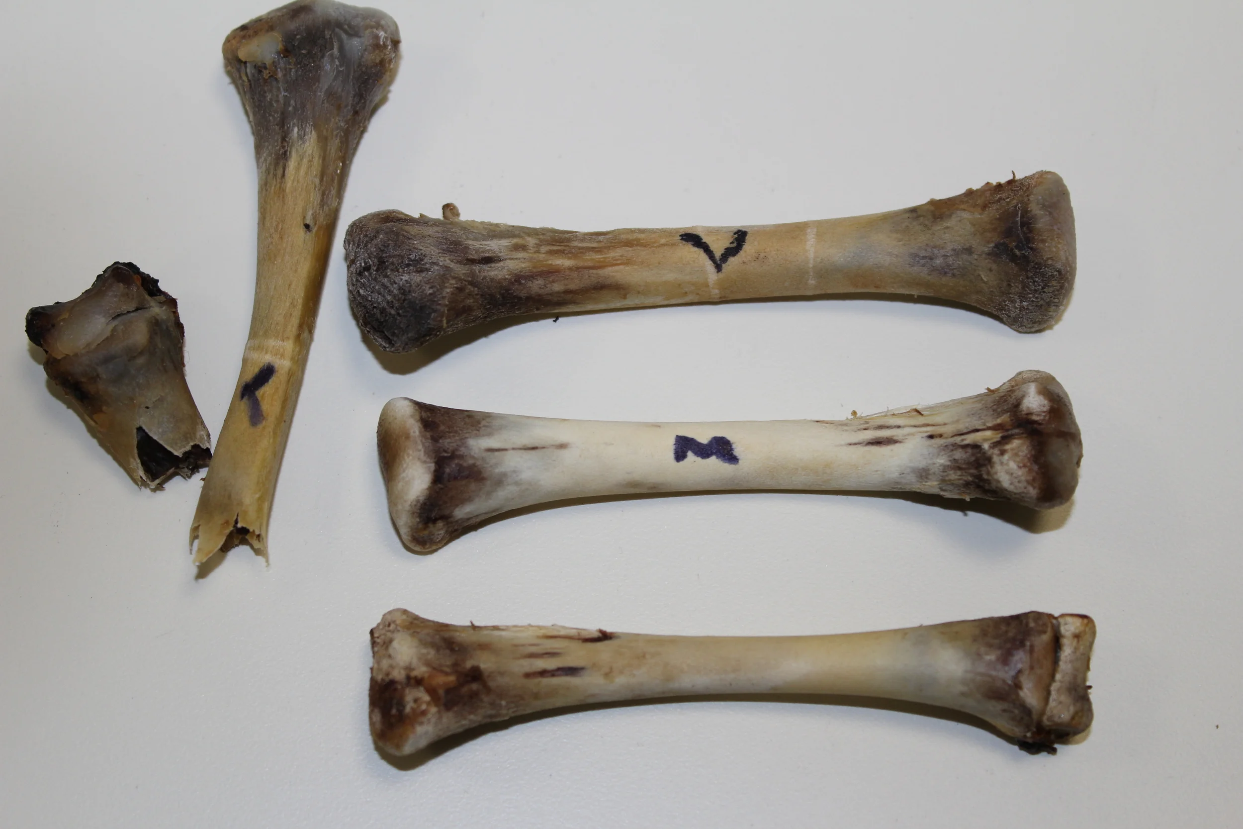 The products. (L) broken vinegar bone. (T) Vinegar bone. (M) Milk bone. (B) Control bone.