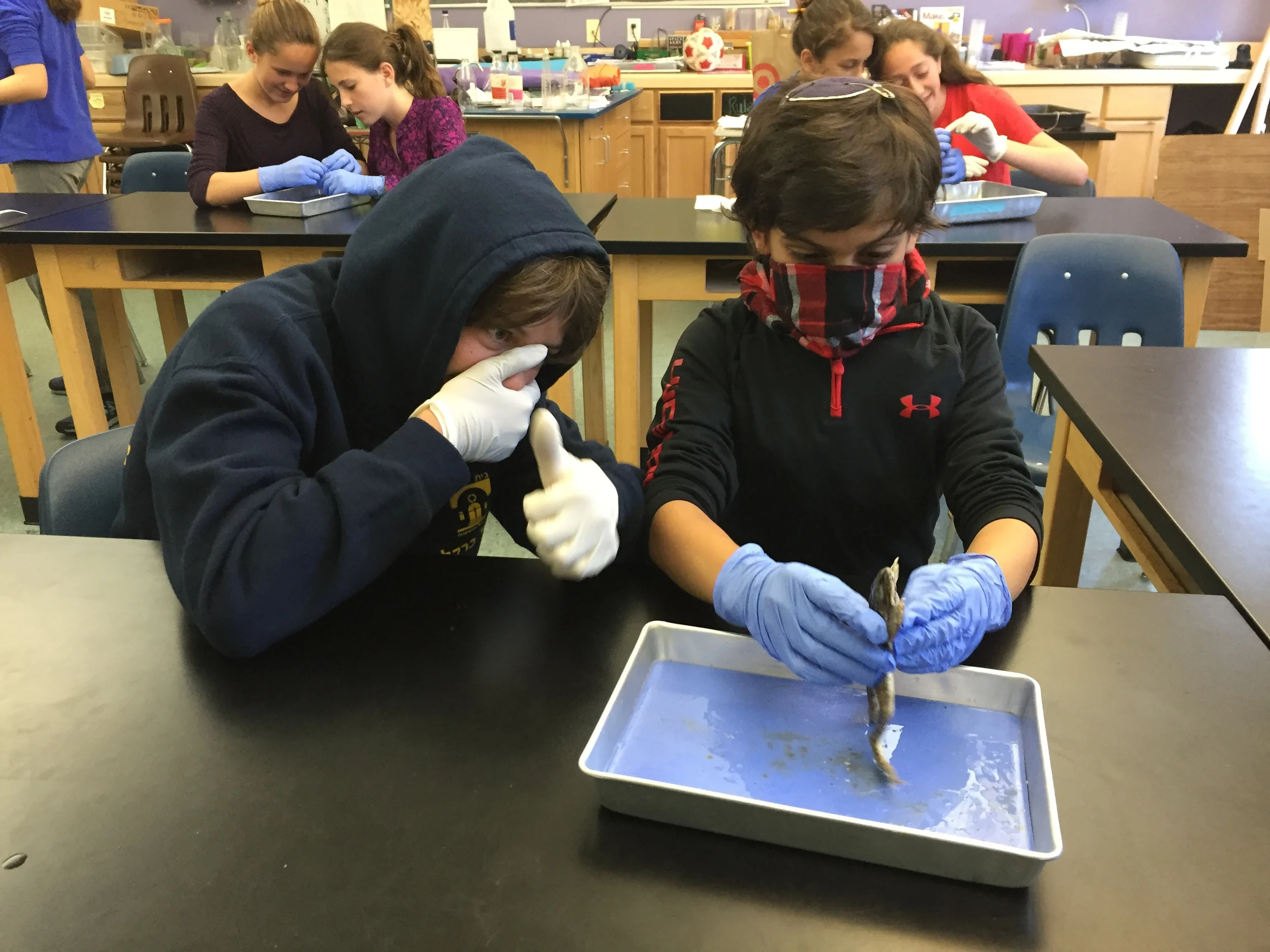  For some, they have been waiting their entire school journey to dissect frogs, even if they smell. 