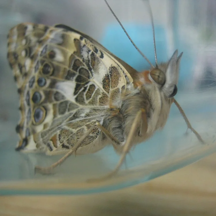 Three Generations of Painted Lady Butterflies