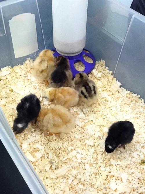 Hatching Chickens - 2012