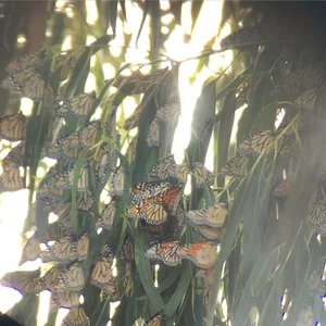 Monarch Butterfly Migration - 2015