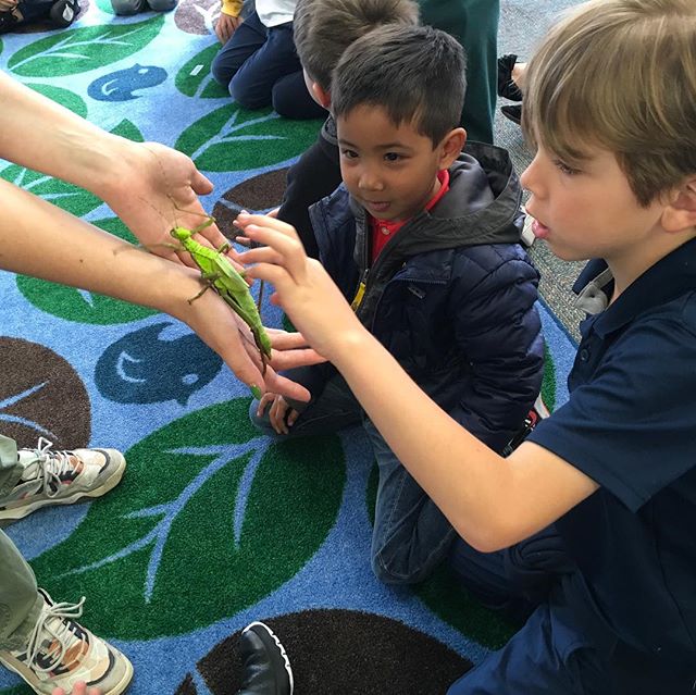 Exploring bugs and insects in kindergarten today. Thanks @savenatureorg #kindergarten #tsbstem