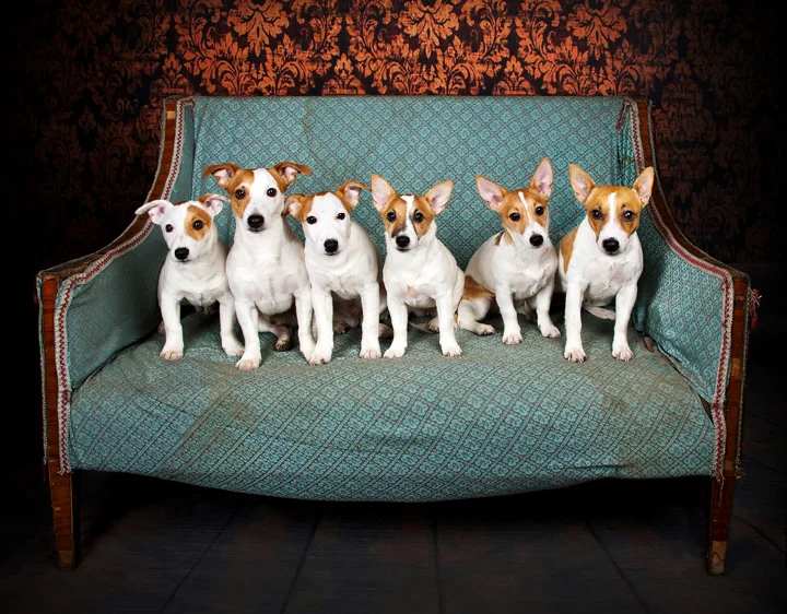 BIPP NW Pet Portrait Gold Award Winner