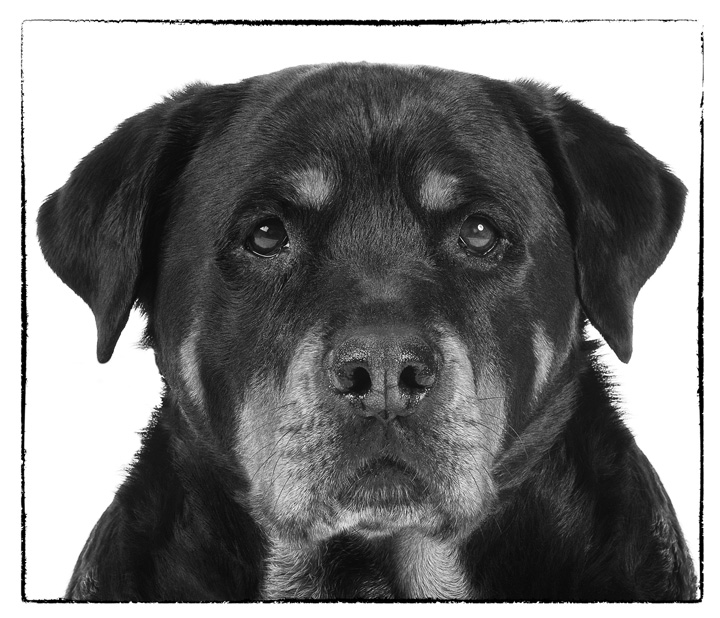 BIPP NW Pet Portrait Silver Award Winner