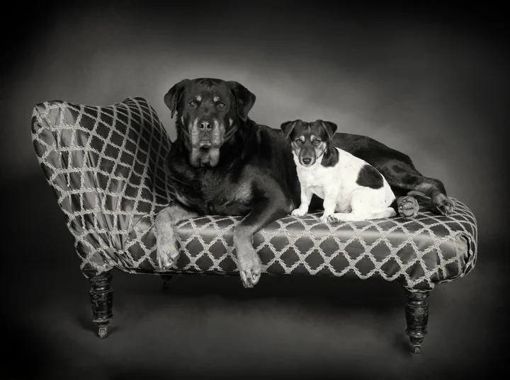 BIPP NW Pet Portrait Bronze Award Winner