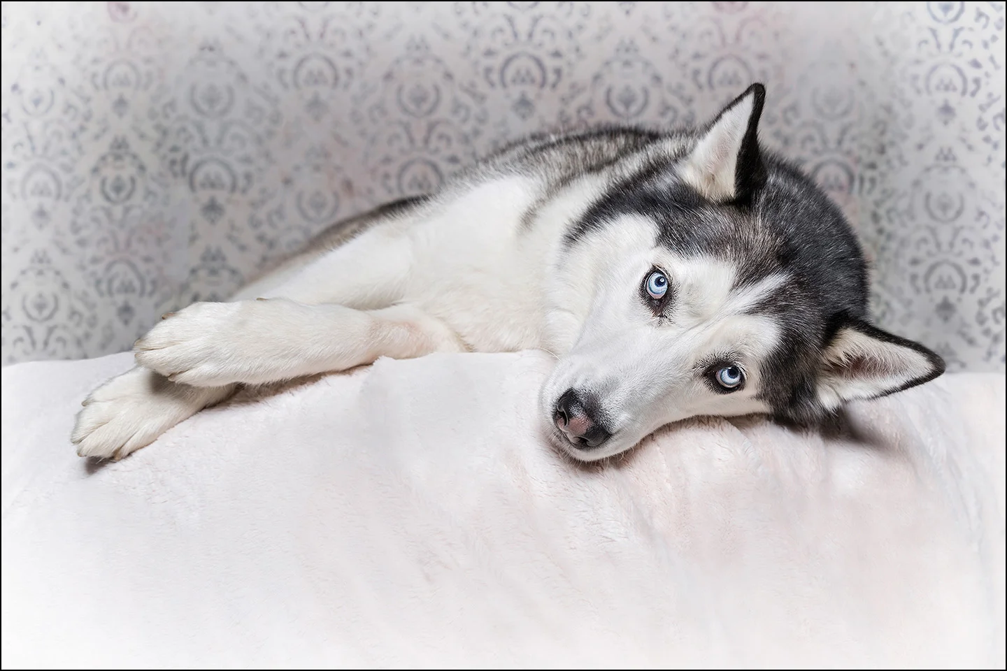 Dog Portrait Husky 01.jpg
