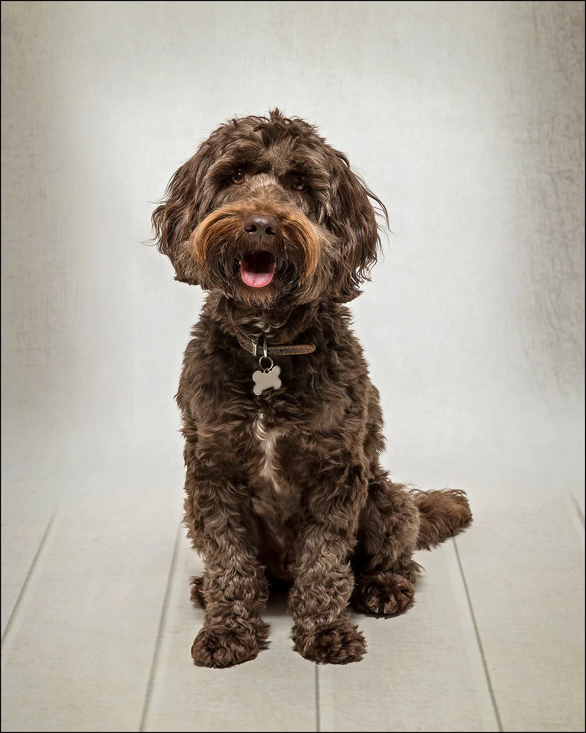 Dog Portrait Labradoodle 01.jpg