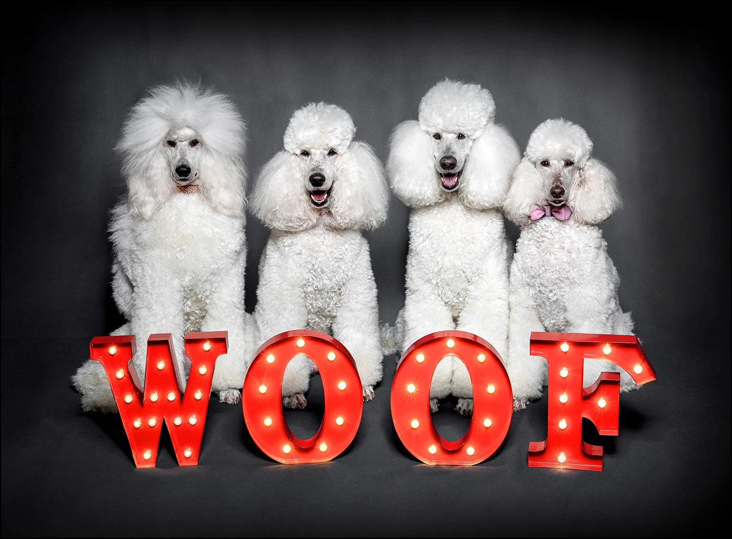 Dog Portrait Standard Poodles 04.jpg