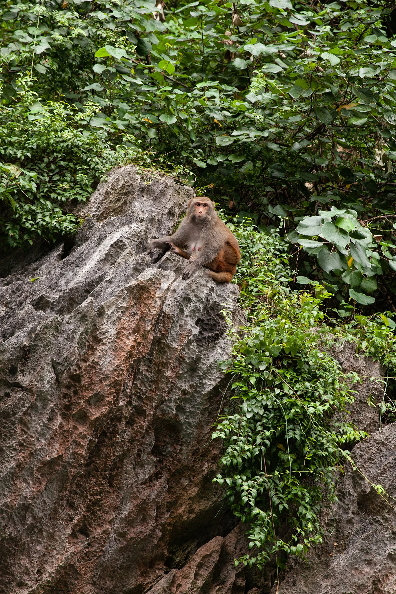 Ha Long Bay
