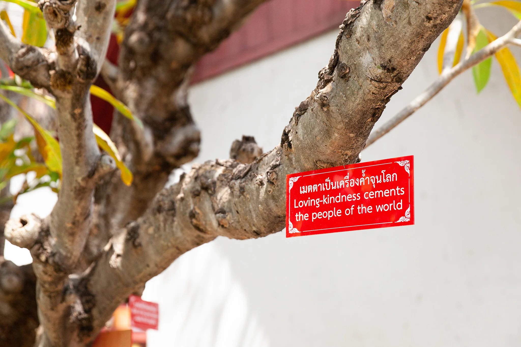 Red proverb cards hang from a tree inside Wat Chiang Man