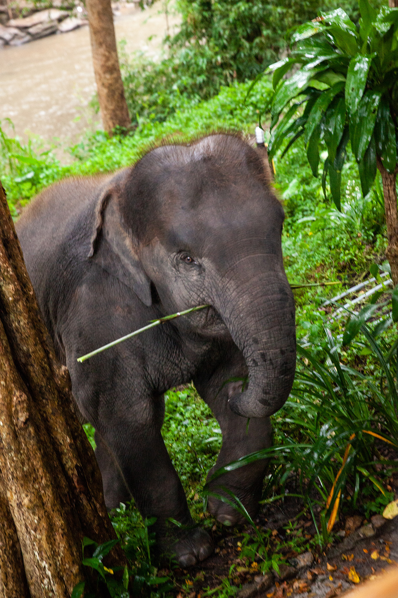 Chiang Mai, Thailand