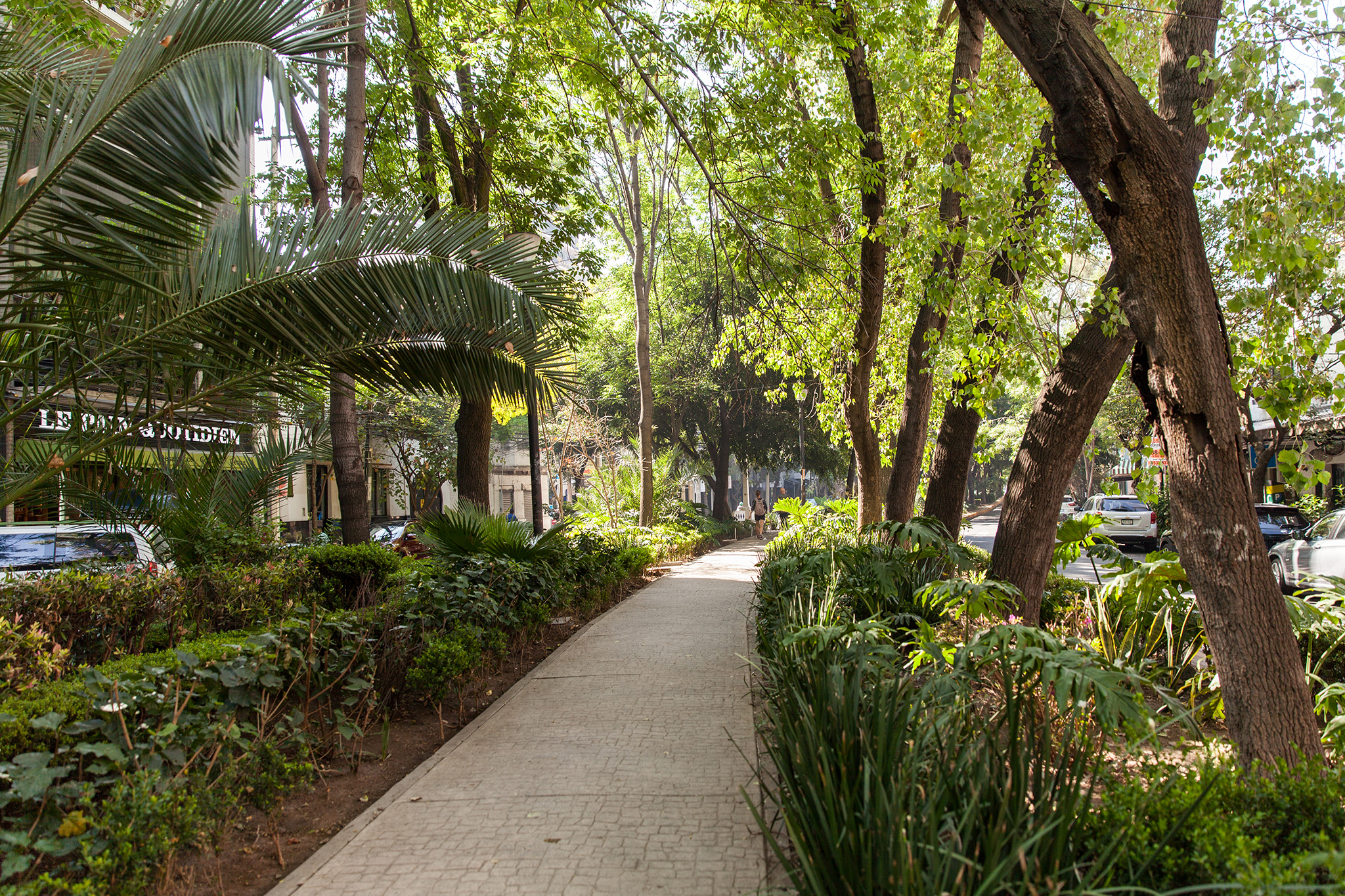 Beautifully manicured sidewalk parks zig zag across Roma Norte and Condesa