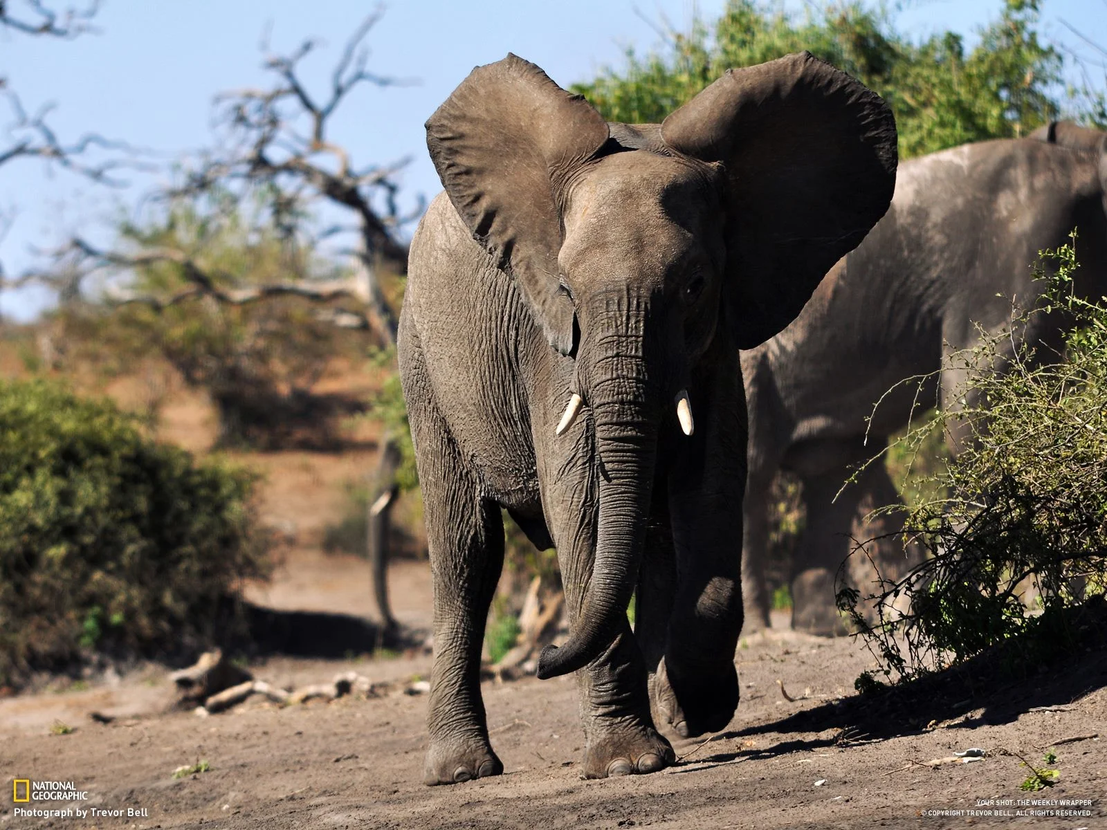 Elephant Charge