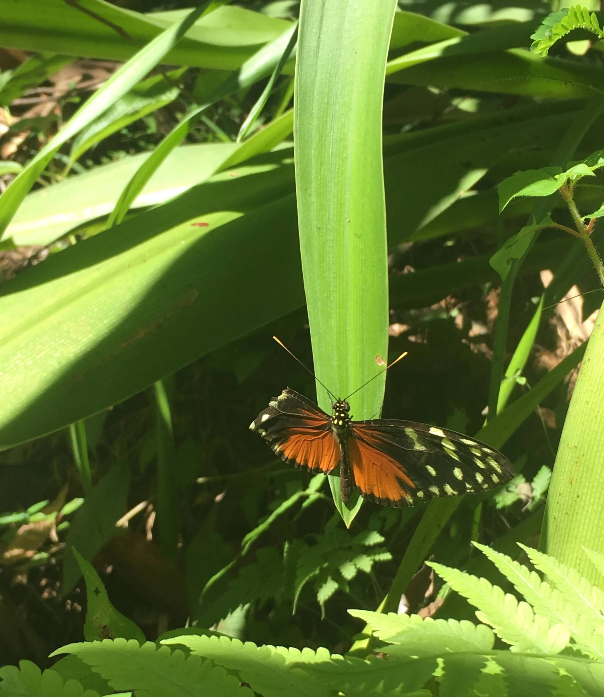 The Jungle doesn't give a F**K!