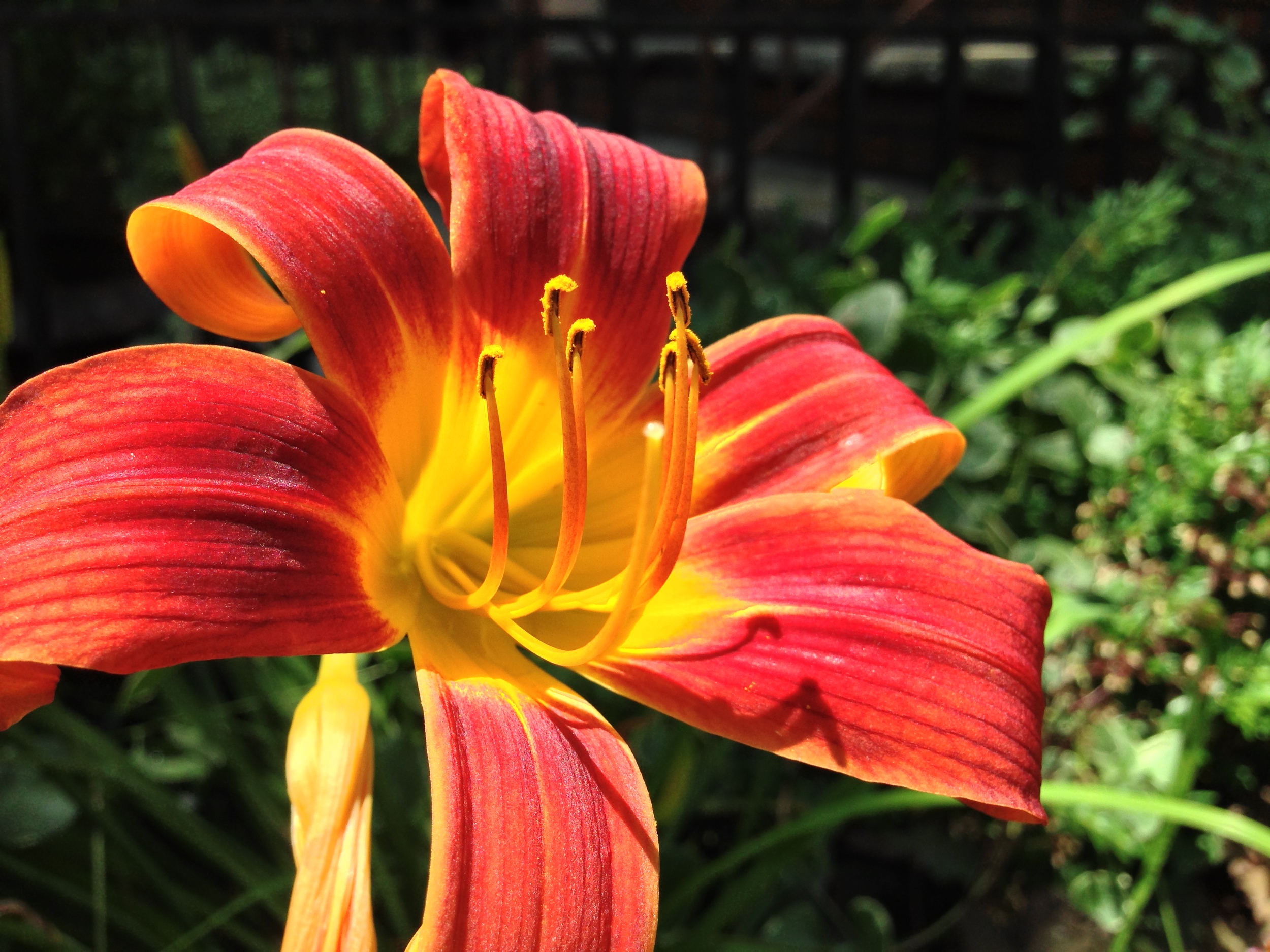 2013-07-04 12.10.48 HDR.jpg