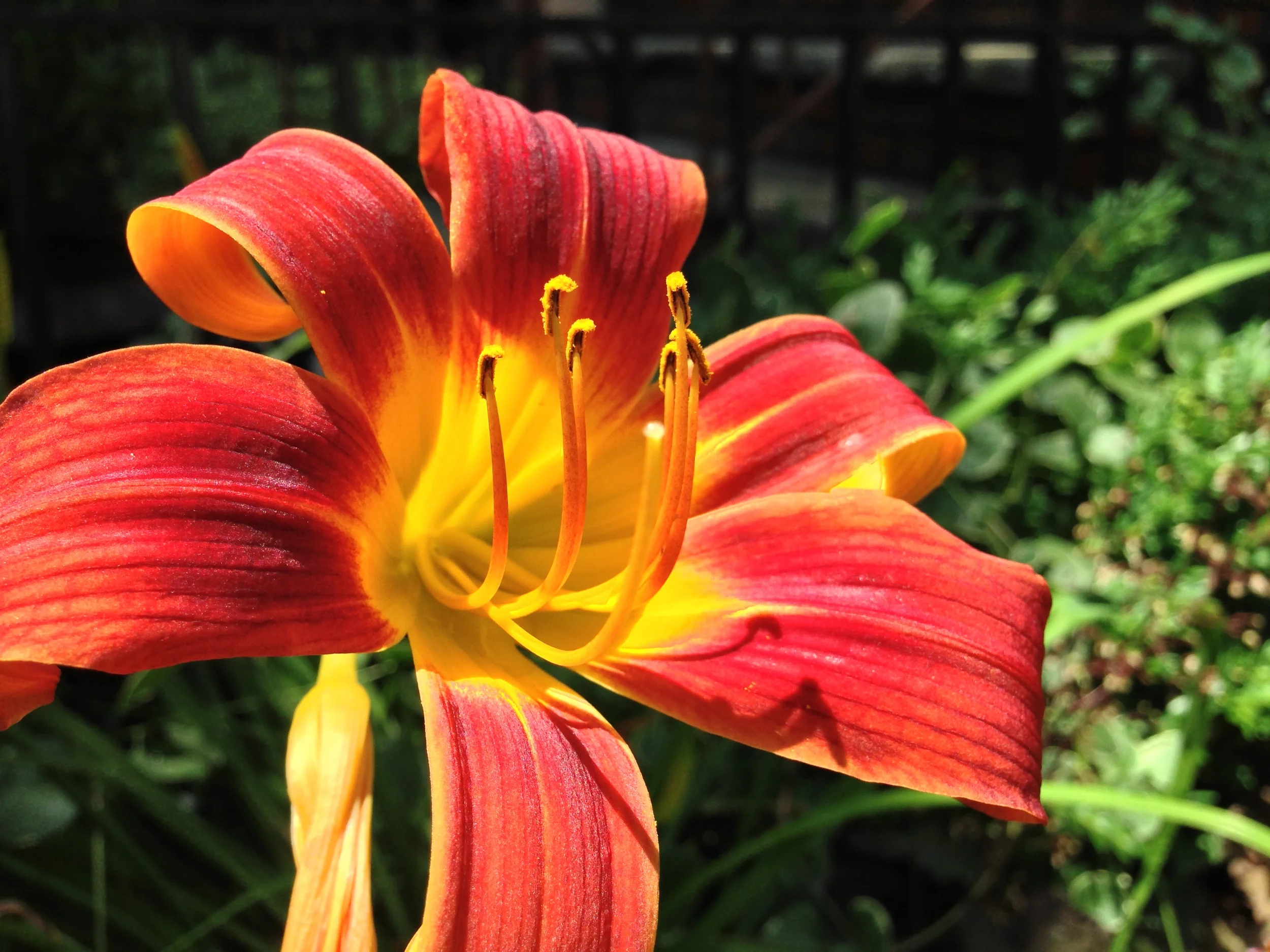 2013-07-04 12.10.48 HDR.jpg