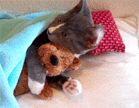 cat-hugs-stuffed-animal.gif
