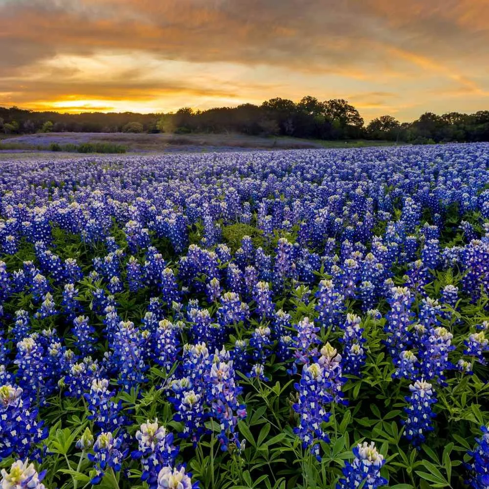 texasbluebonnet4.jpg