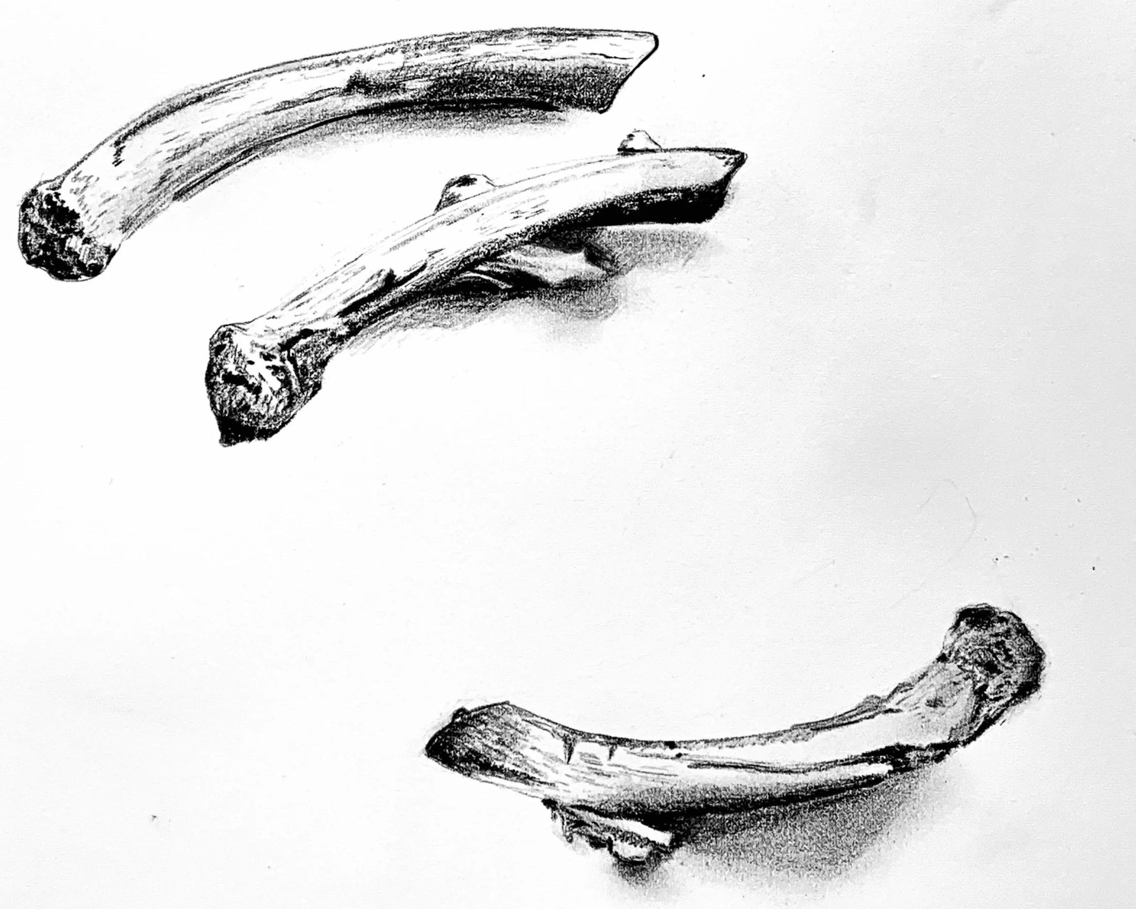 Bones