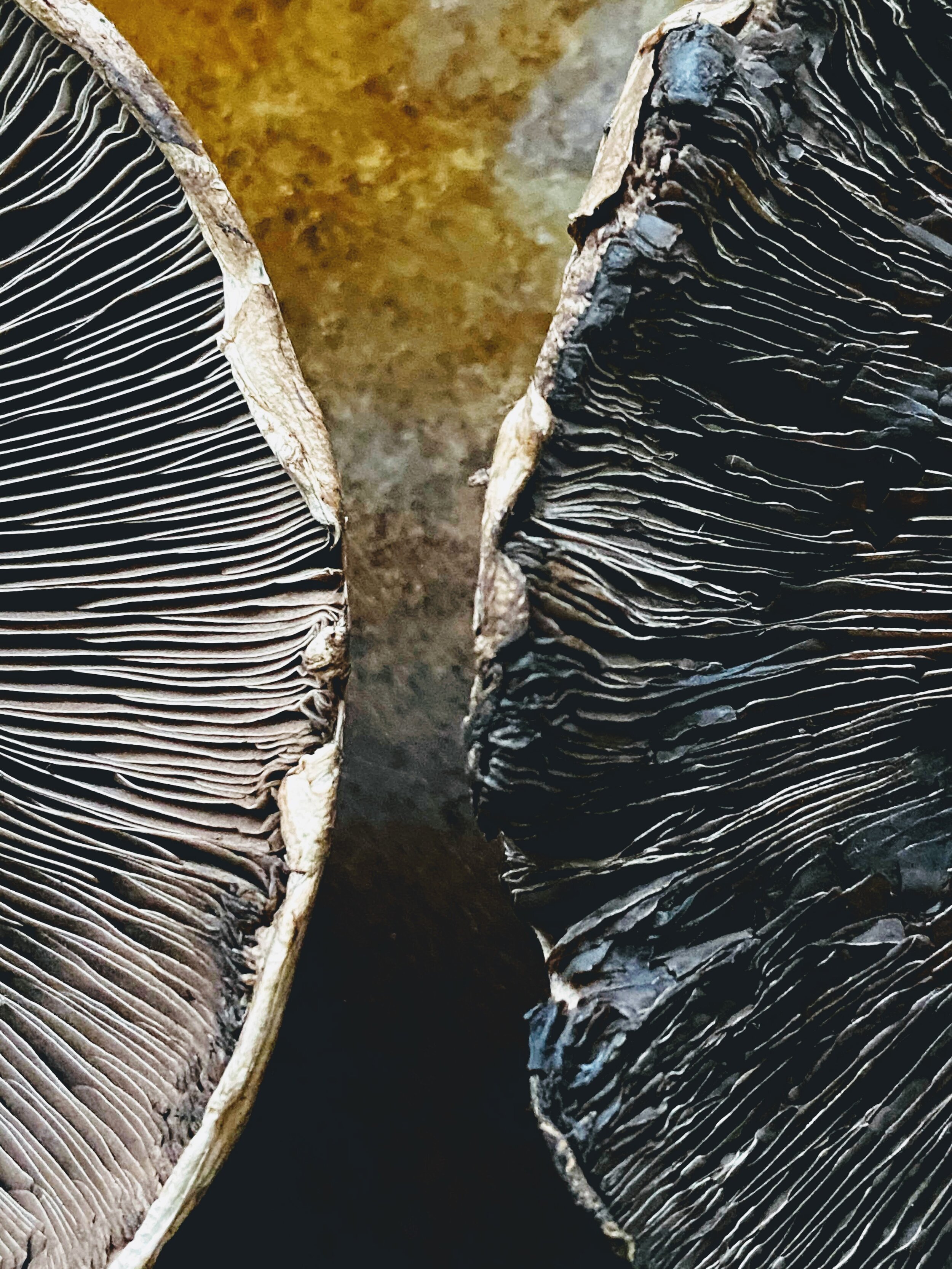 Portobello Pizza Burger Mushroom Up Close.jpg