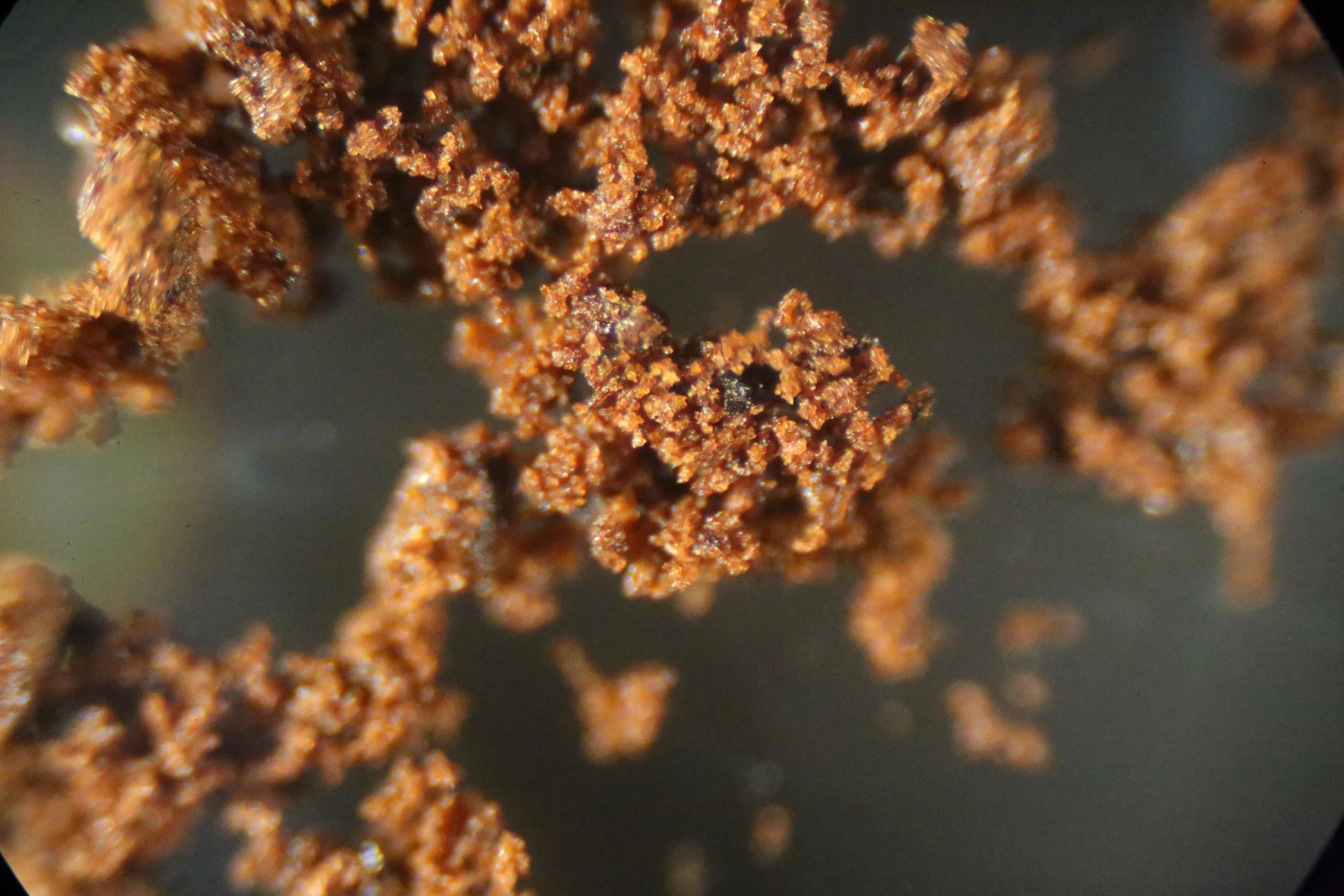 Top-most photo used in the photo stacking experiment