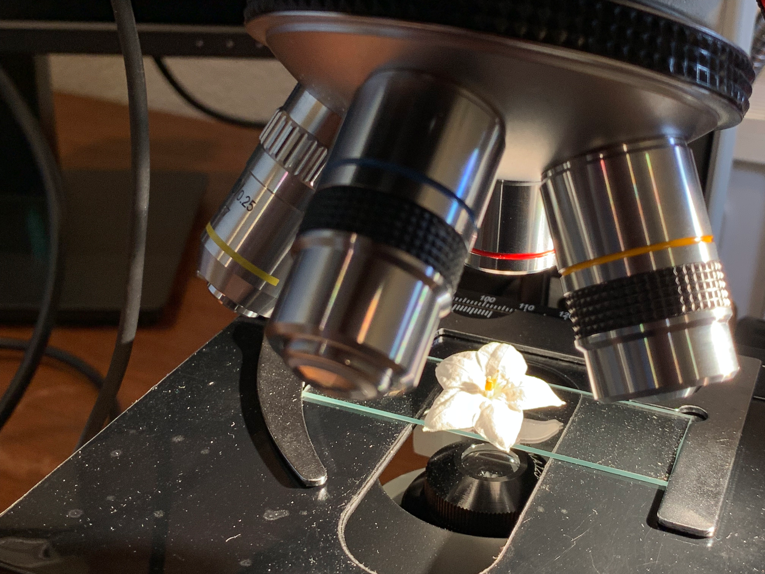 Getting ready to take pictures of the Potato Vine flower (looks I need to clean my gear)