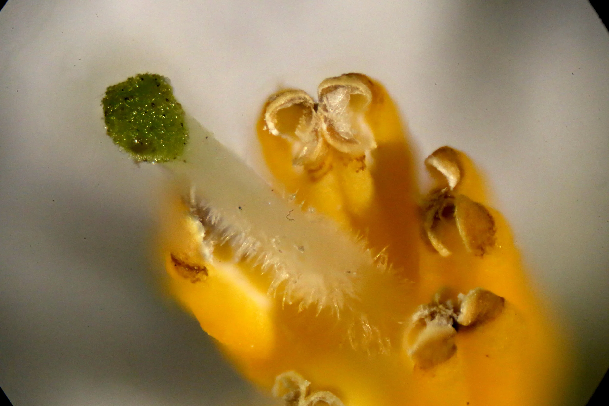 The sexual parts of the flower: the pistil with stigma (center shaft) and stamen with anthers (yellow portions)