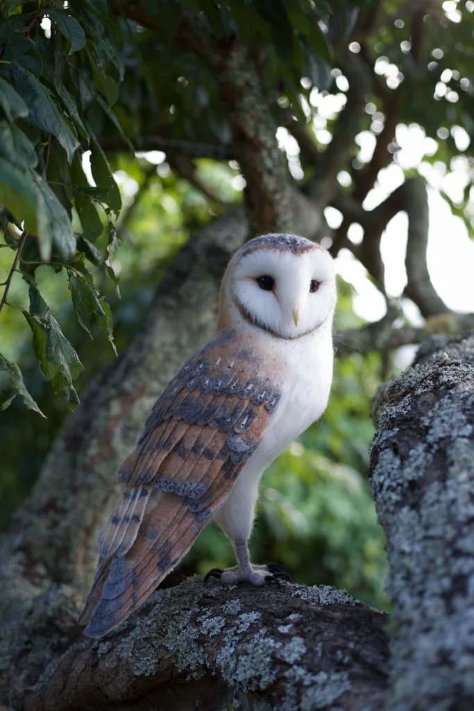 The Felted Owl