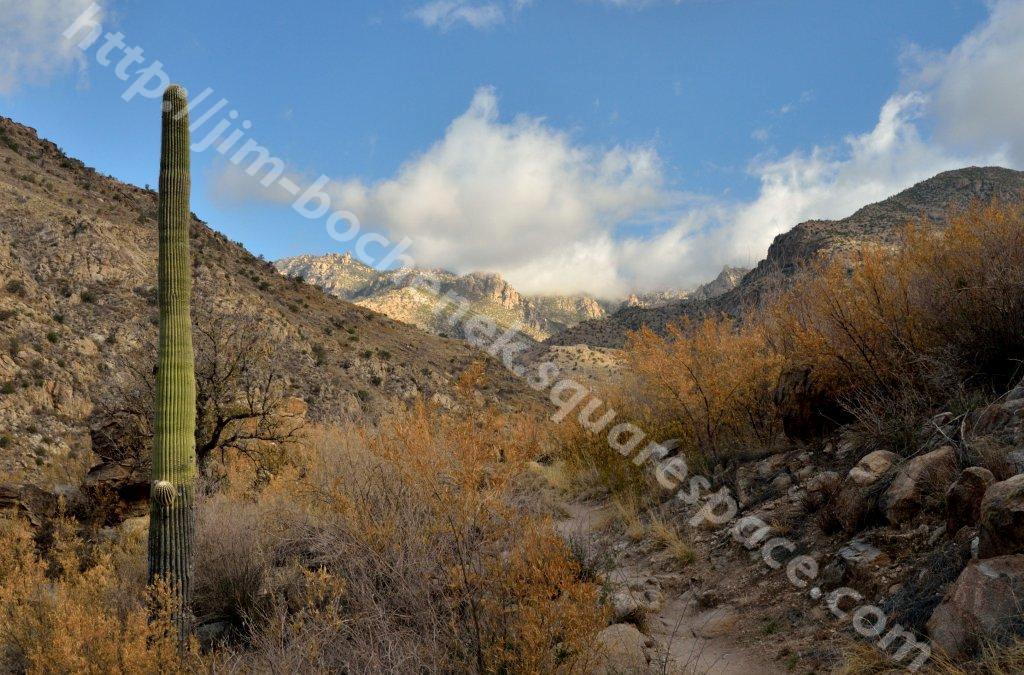 Hutch's Pool Trail - Sabino Canyon 5-11