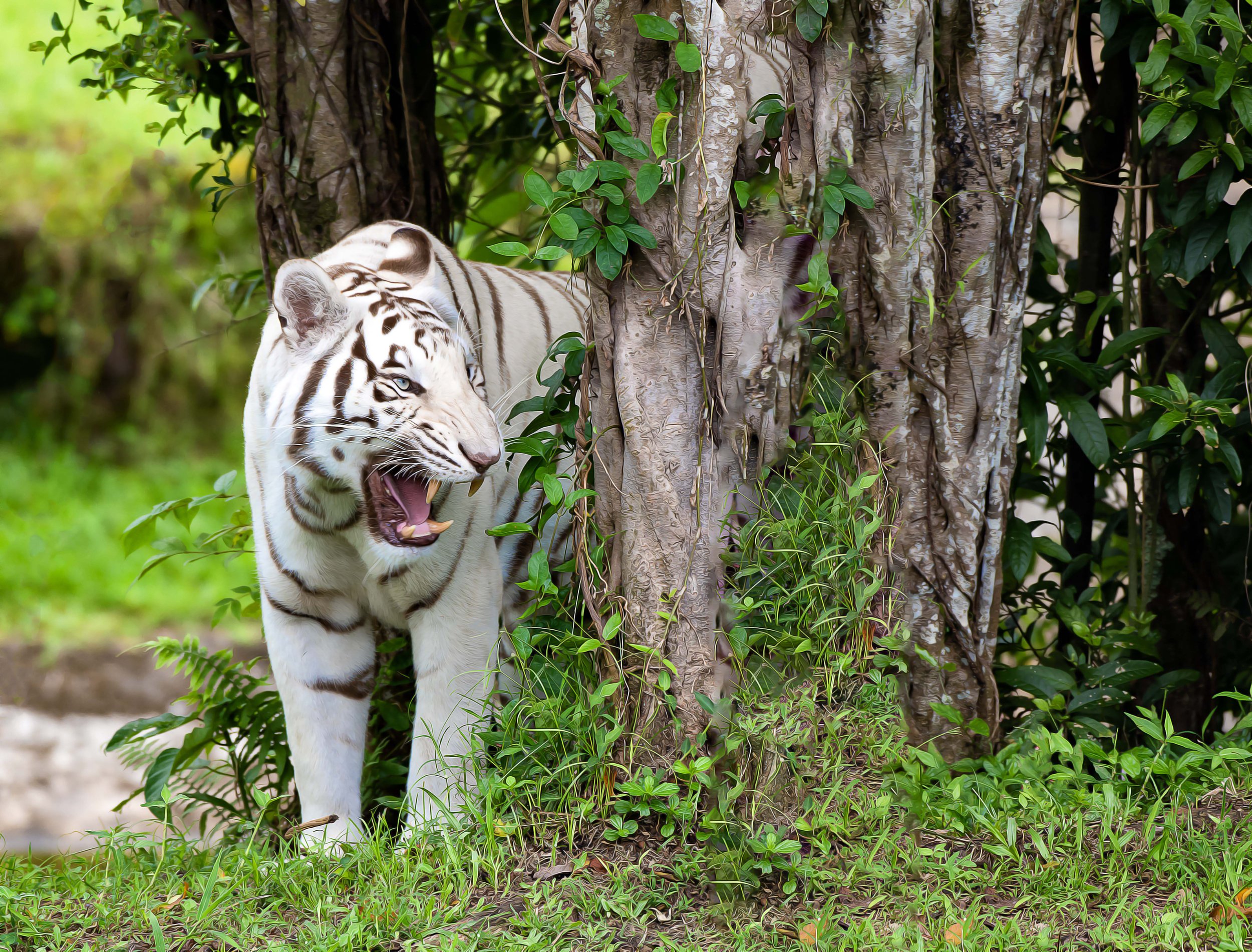 Hawaii 7-23 8 - White Tiger - Oil Painting without Filter.jpg