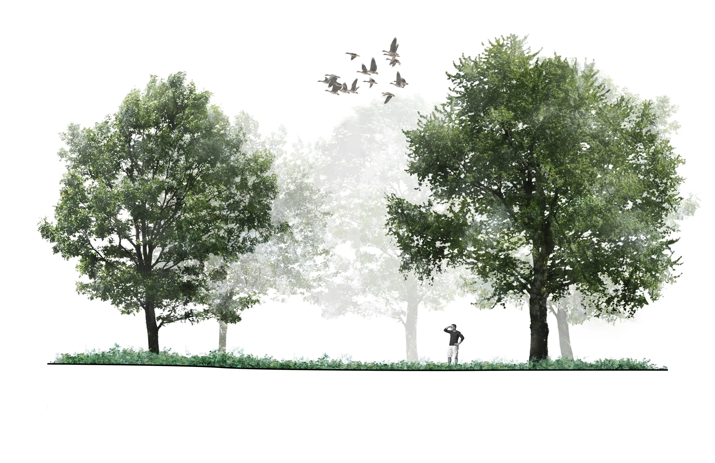 Black Locust Savanna