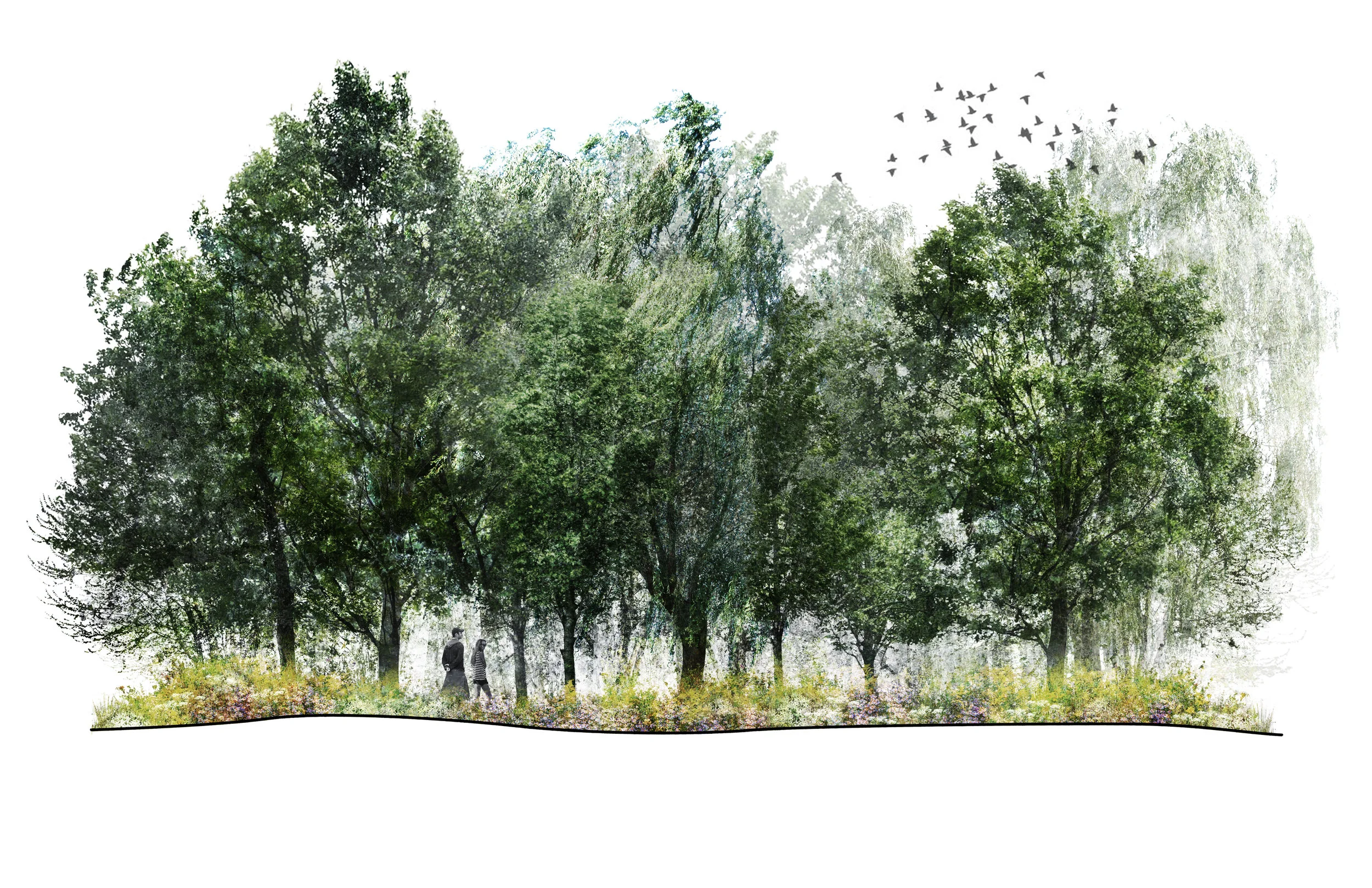 Birch, Locust, Poplar Forest