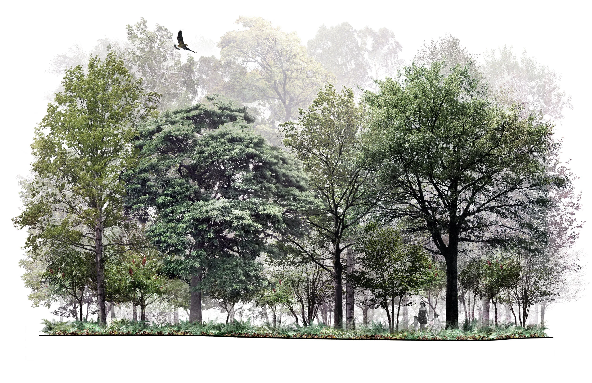 Mature Upland Forest