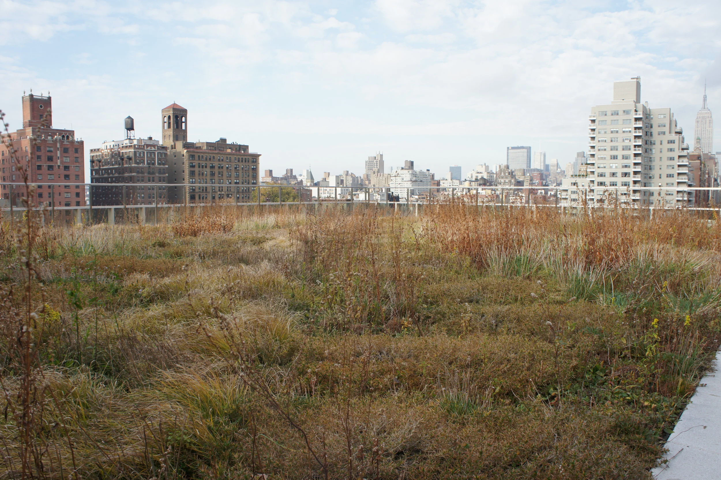 NYU Roof Garden.JPG