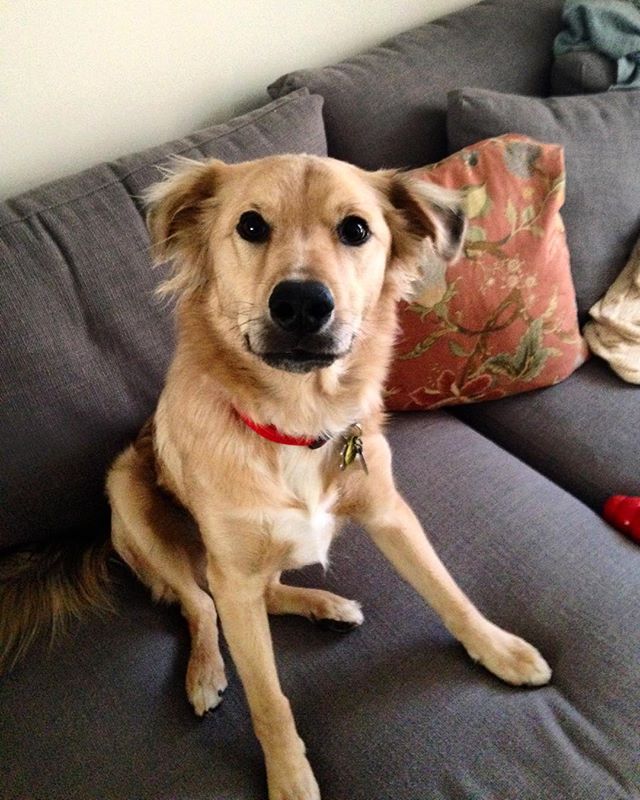 CAPTION THIS PHOTO: Thinking about a peanut butter treat? Waiting for Netflix to load? Having a staring contest? Go ahead and... Caption this photo!!! 💬🐕🏡 #dogthoughts #dogwalking #petsitting #philly #friskyinphilly #welovedogs #whattagoofball #ca