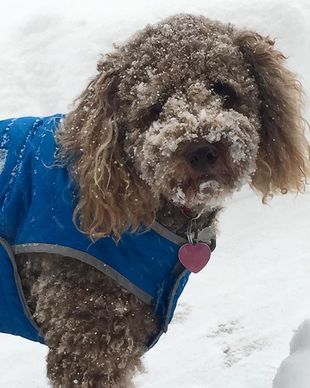 What? Is there something on my face?! 🐩☃💗#cameraready #snowdog #snowday #philly #dogwalking #welovedogs #dogsofinstagram #friskyinphilly #cantstopme #instacute