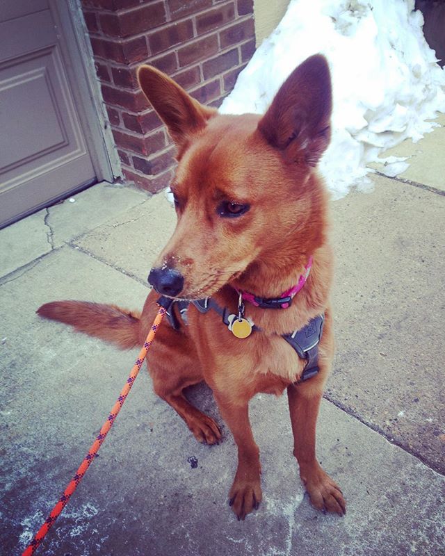 Whatta Fox!!! ❤️🐺❤️ #rittenhouse #philly #dogwalking #instacute #friskyinphilly #petsitting #foxylady #friday