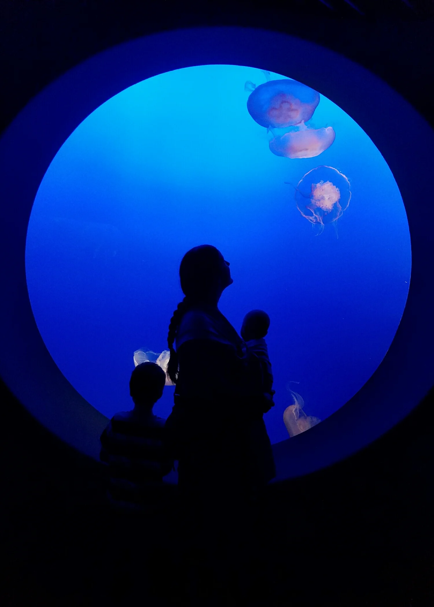Jellyfish at the Monterey Bay Aquarium