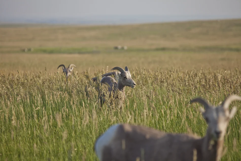 Bighorn Sheep- Badlands National Park, South Dakota