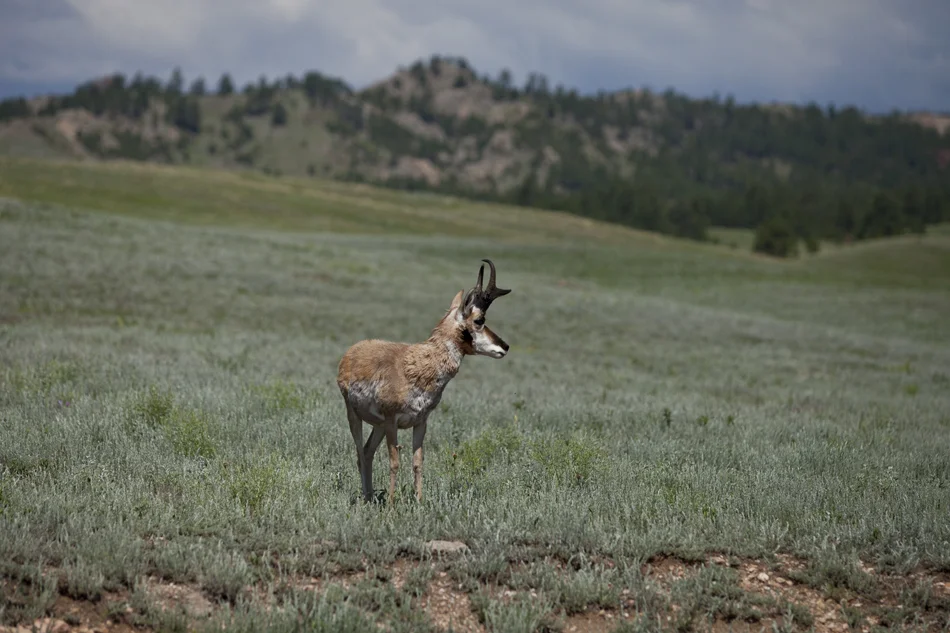Pronghorn Antelope-Custer State Park, South Dakota