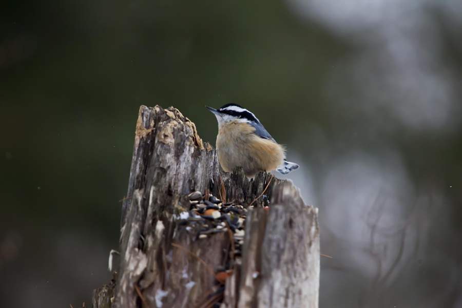 Nut Hatch