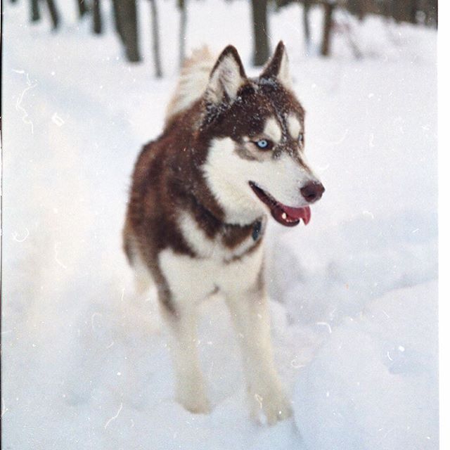 Winter Roan. A photo from way back when I used to shoot film.  #filmsnotdead