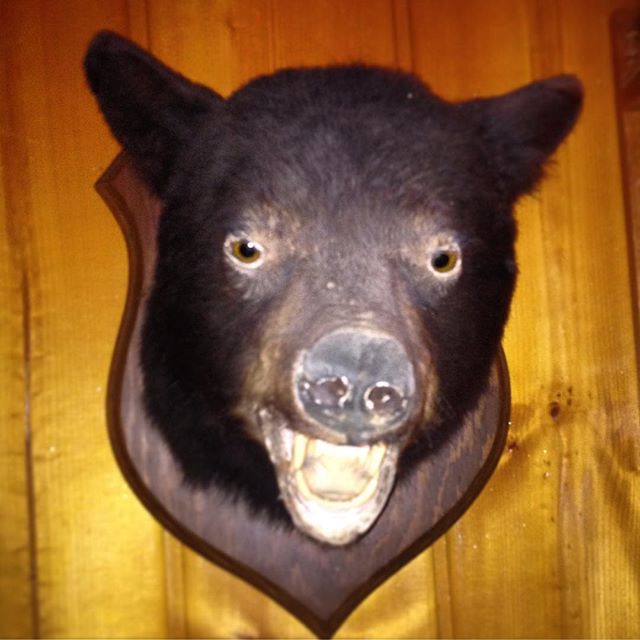 Old Fred Bear. #tuesdaytaxidermy #taxidermytuesday