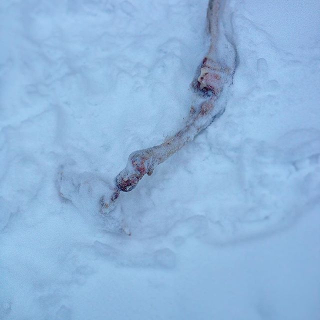 The #dogs always bring home such wonderful gifts this time of year. Here's to hoping this isn't human. #wayupnorth