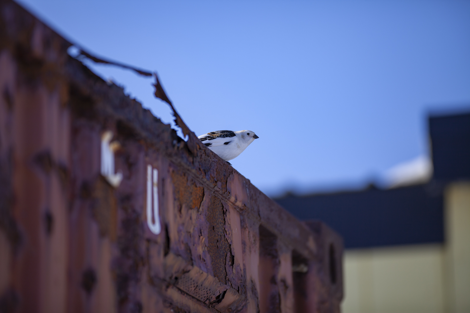 A snow bunting perches on a shipping container in Kaktovik
