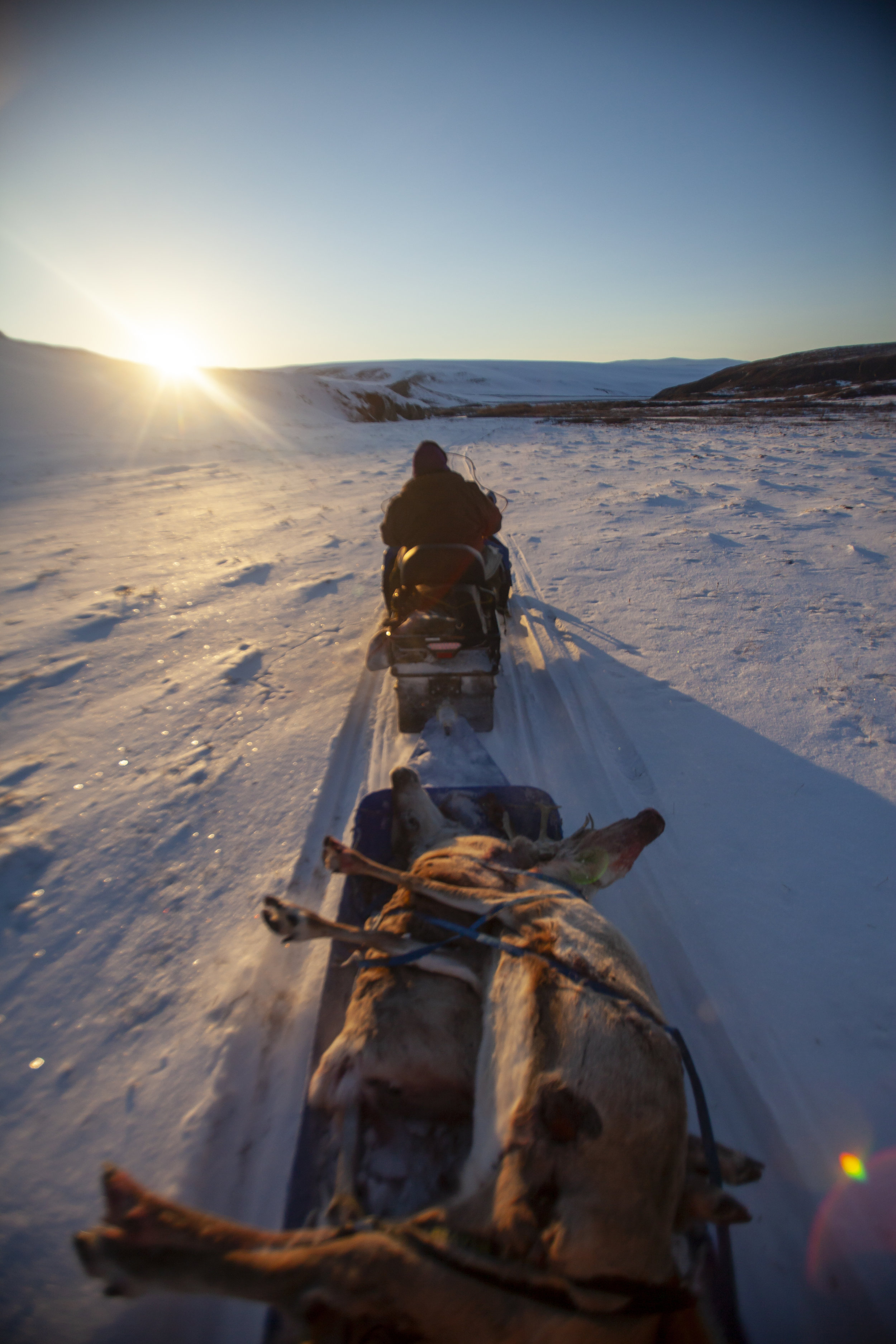 Robert Thompson hauls two caribou behind a snowmachine.